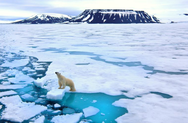 Artico Arctic